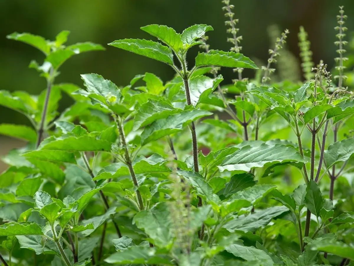 Tulsi and Mint Plants