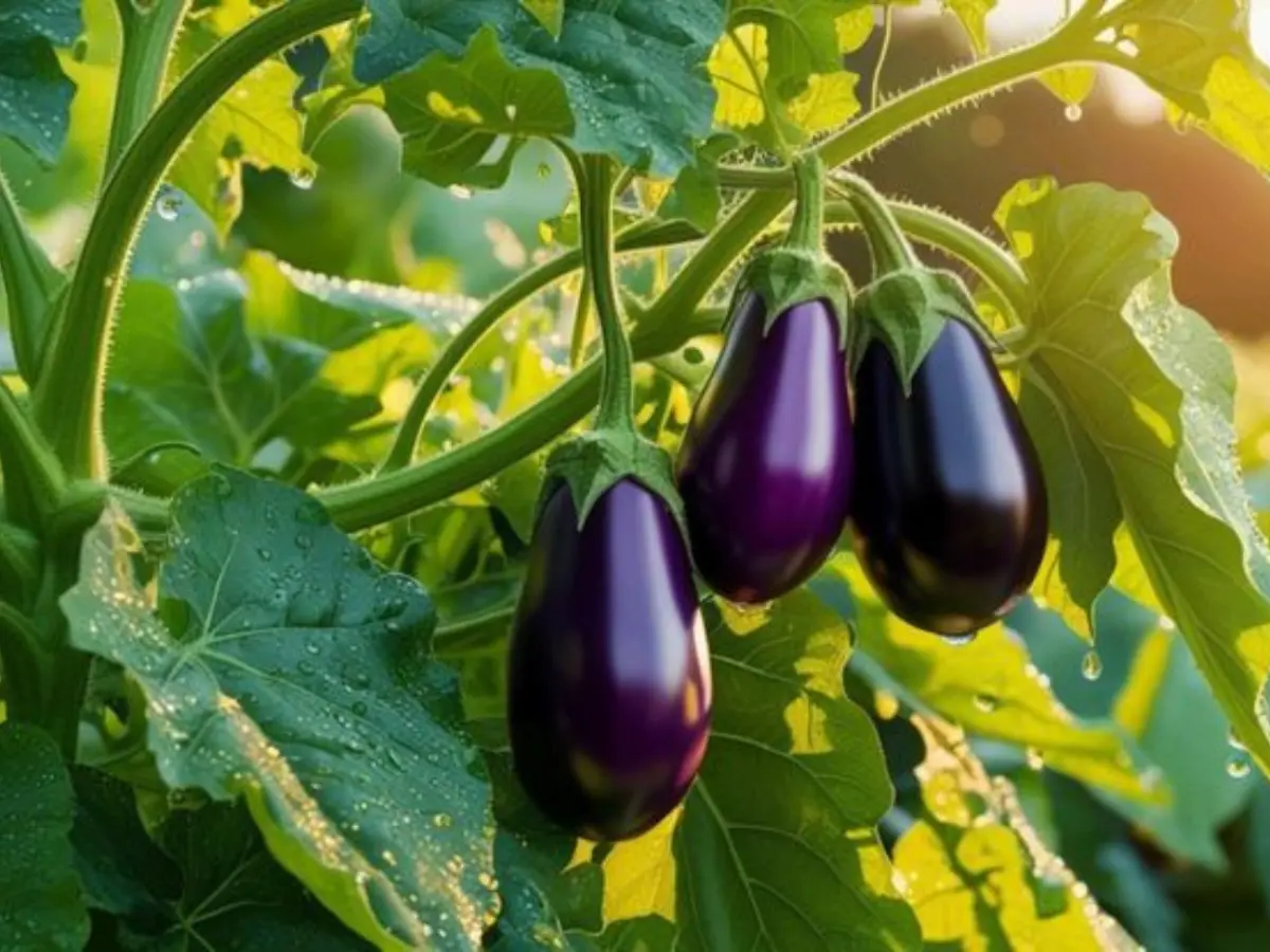 Organic Brinjal Plant