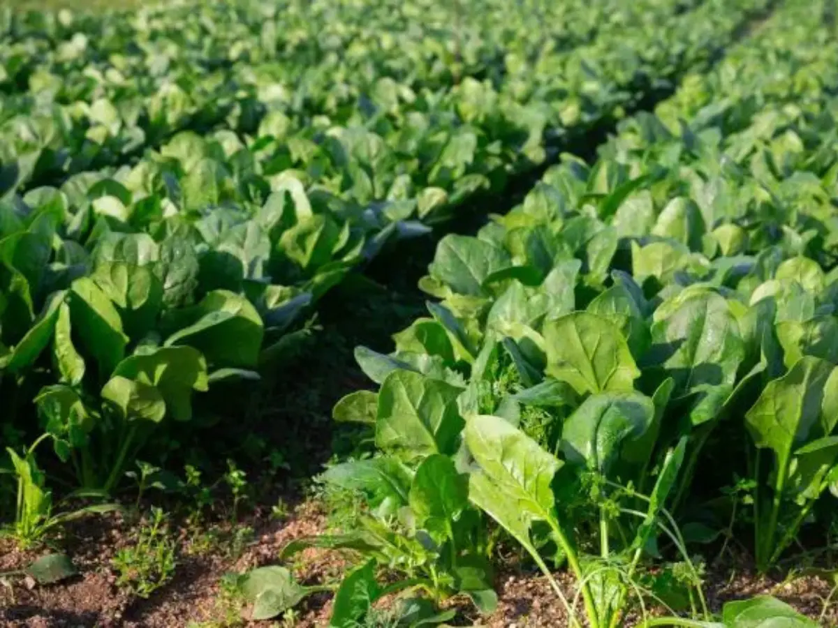 Fresh Spinach Leaves