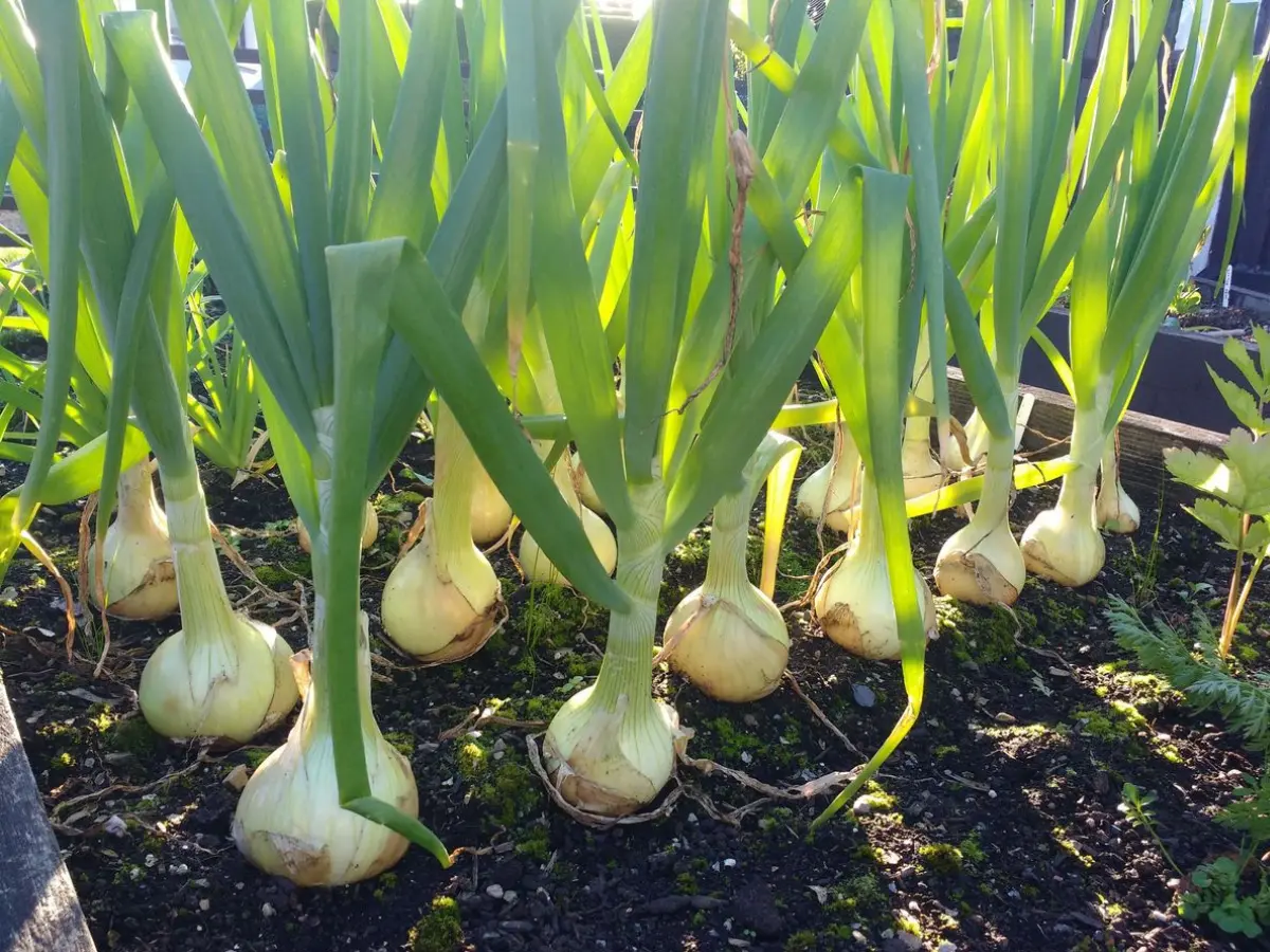 Onion and Garlic