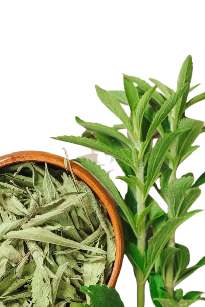 Stevia